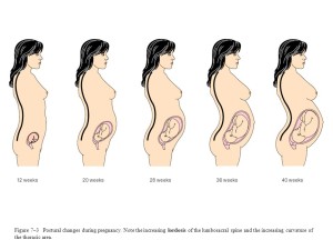 Chiropractic in Pregnancy