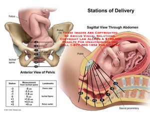 Chiropractic in Pregnancy